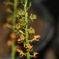 <i>Liparis deflexa</i> Hook.f.